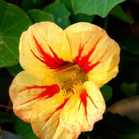 ナスタチウム,キンレンカ,ビタミンカラー,心に笑顔の花をの画像