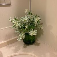 ハツユキソウの画像