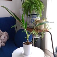 観葉植物,切り花,一輪挿し,可愛い,花束の画像