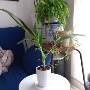 観葉植物,切り花,一輪挿し,可愛い,花束の画像