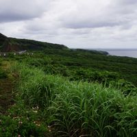 マツ,ランタナ,常緑低木,観賞用,小花の画像