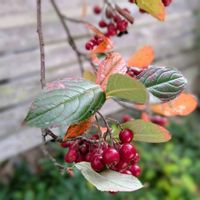 カマツカ,紅葉,小菊,ユーパトリウム,西洋フジバカマの画像