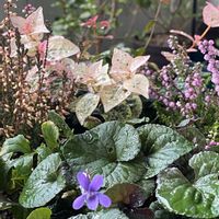 ハツユキカズラ,ハツユキカズラ,ハツユキカズラ,黒葉スミレ,カルーナ　ガーデン・ガールズの画像