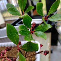 モッコクの画像