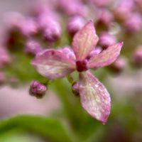 センニチコウ,ハツユキカズラ,ピンクアナベル,バーベナ ピンクパフェ,ラ・マリエの画像