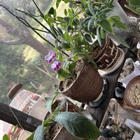 ストレプトカーパス,ヤナギバルイラソウ,日々草,コウモリラン・ネザーランド,種からストレプトカーパスの画像