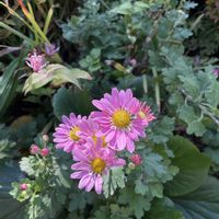 キク,サルビア,トレニア,チョコレートコスモス,シモツケ の画像