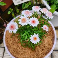 ボンザマーガレット,ボンザマーガレット イチゴショート,ボンザマーガレット イチゴショート,植え付け,かわええのぅ♡の画像