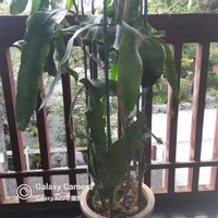 月下美人の画像