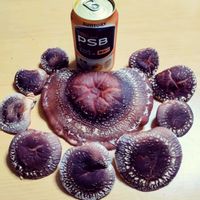 シイタケ,珍しい植物,おうち園芸,キッチン,家庭菜園の画像