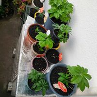 クリスマスローズ,クリスマスローズ,クリスマスローズ プチドール,お花,横山園芸の画像