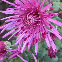 食用菊 【もってのほか】,プチ家庭菜園,晩秋の園芸の画像