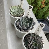 多肉植物,多肉中毒,多肉多肉多肉,多肉のある暮らし,多肉女子の画像