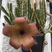 サボテン,ガガイモ,多肉植物,お花,花のある暮らしの画像