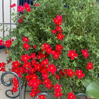 ジニア,ポーチュラカ,スーパーチュニア ビスタ,サンブリテリア スカーレットの画像