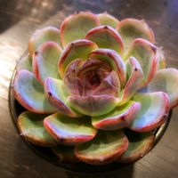 ダークオパール,多肉植物,ベランダの画像