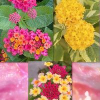 ランタナ,リプサリス,ネオレゲリア・ファイヤーボール,リプサリス ピンクサリー,エアプランツの画像