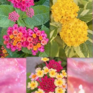 ランタナ,リプサリス,ネオレゲリア・ファイヤーボール,リプサリス ピンクサリー,エアプランツの画像