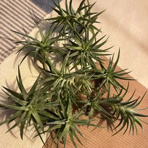 エアープランツ,チランジア,イオナンタ バンハイニンギー,チランジア属,エアープランツ/チランジアの画像