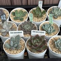 桃太郎,だるま秀麗,マーガレットレッピン,エレガンス,シャーロットの画像