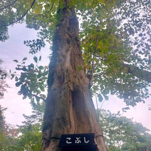 コブシ,コブシの葉,山野草,目黒自然教育園の画像