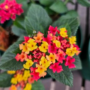 ランタナ,鉢植え,明るい日陰,プランター,ガーデニング初心者の画像