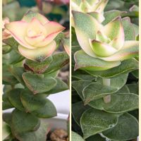 南十字星,ひよこ星,多肉植物,クラッスラ属,斑入り好き♡の画像