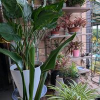 クワズイモ,ストレリチア,ハナキリン,オリヅルラン, ネオレゲリアの画像