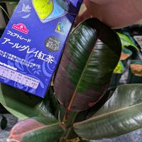 ゴムの木,フィカス ルビー,フィカス・ティネケ,フィカス・エラスティカ,フィカス　ブルールビーの画像