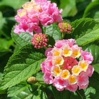 ランタナ,ランタナ・ピーチバイカラー,スーパーランタナトロピカルサンセット,剪定,また来年も咲いてね！の画像