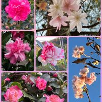 キク,サザンカ,バーベナ,バラ,マツバボタンの画像