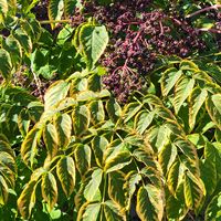 シラカシ,シラカシ,メダラ,メダラ,メダラの画像