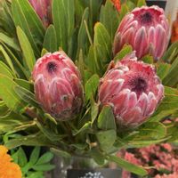 プロテア,プロテア,カフェ,ドライフラワー,富山支部の画像