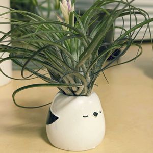 エアプランツの画像