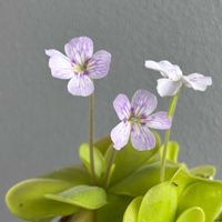 ムシトリスミレ,食虫植物　ムシトリスミレ,ピンギ,食虫植物　ピンギキュラ,珍奇植物好きの画像