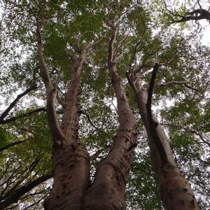 ヒメシャラ,樹木の画像