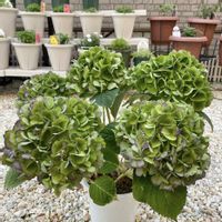 ハイドランジア,ハイランドジア,ハイドランジアブルーマーブルソーダ,ハイドランジアブルーマーブルソーダ,PRの画像