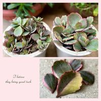 胡蝶の舞錦,カランコエうずら,多肉植物,カランコエ属,多肉大好きの画像