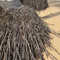 ヤシの木,ココヤシの木,ココヤシの根の画像