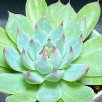 コロラータ,桃太郎,シモヤマ　コロラータ,多肉植物,かわいいの画像