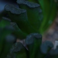 ハオルチア,多肉植物,観葉植物,塊根植物,サボテン科の画像