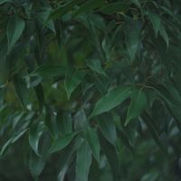 ハオルチア,多肉植物,観葉植物,塊根植物,サボテン科の画像