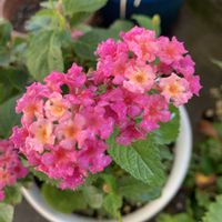 アメリカンブルー,オキザリス,ニオイバンマツリ,ランタナ,ミニチュアシュナウザーの画像