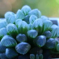 多肉植物,花のある暮らし,皆様に感謝,素敵な庭に✨の画像