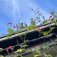 ルコウソウ,ナチュラルガーデン,11月の庭の画像