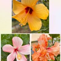 水菜,小菊,白菜,薔薇 ラブ,薔薇　ダブルデライトの画像