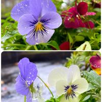 カシワバアジサイ,パンジー・ビオラ,葉牡丹,ビオラ,ビオラの画像