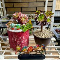 黒法師,ラウリンゼ,ピーチプリデ,メデューサ,名前を教えての画像