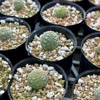 プセウドリトス　ミギウルティヌス,アガベ ユタエンシス ネバデンシス,多肉植物,塊根植物,イベントの画像