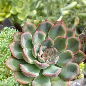 セダム,花うらら,ピーチプリデ,ヘラクレス,謎ベリア♡の画像